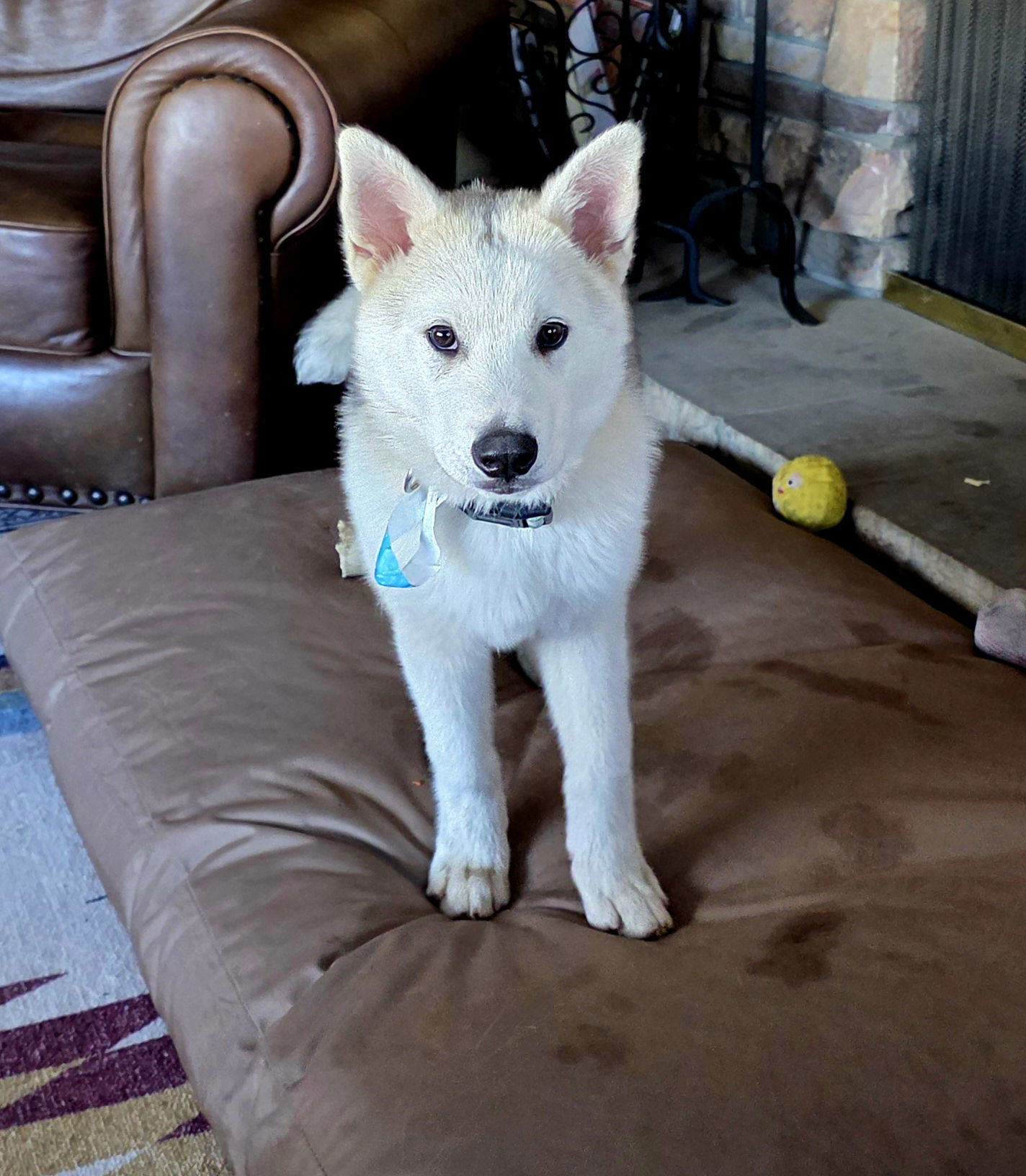 White Fang