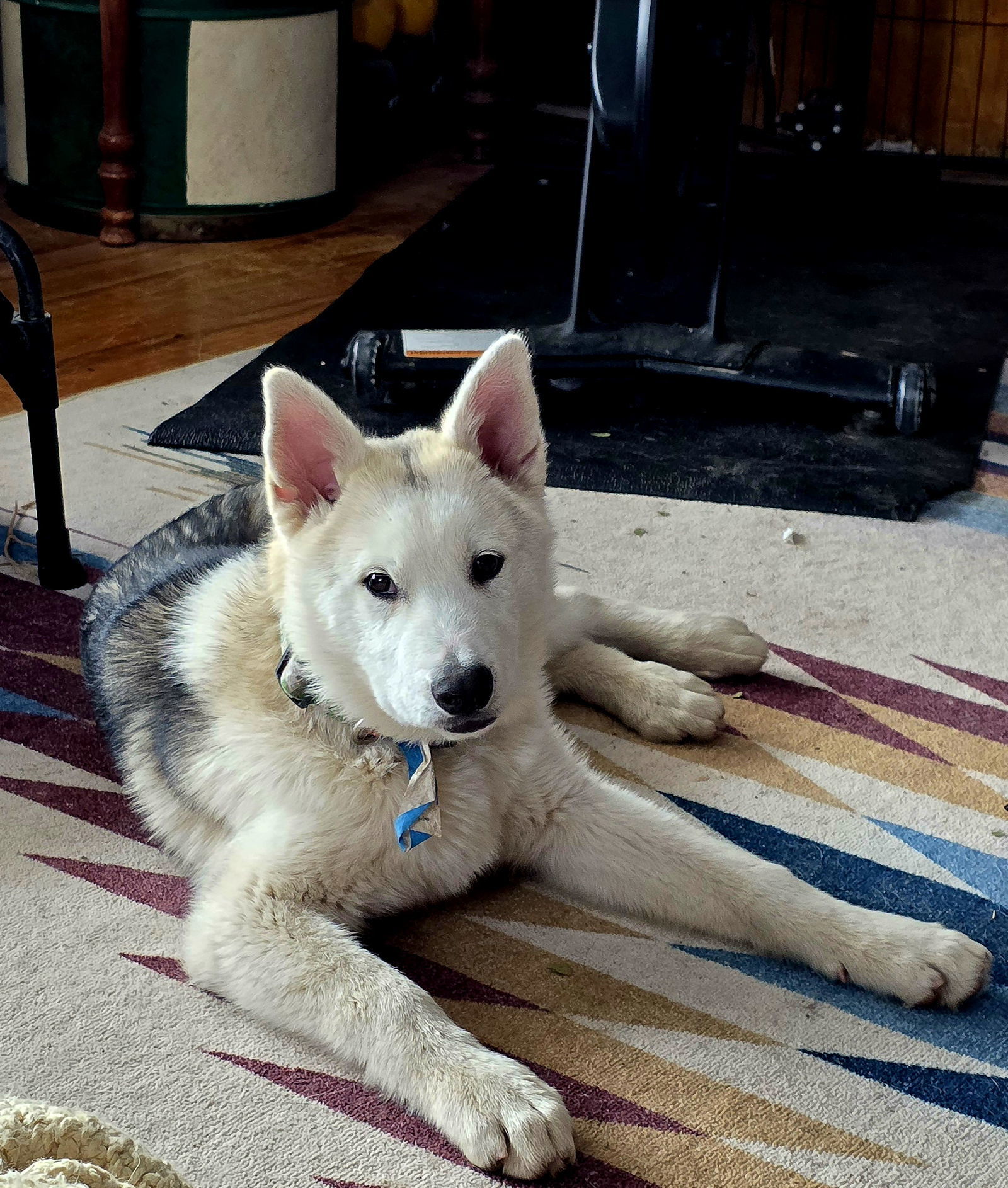 White Fang