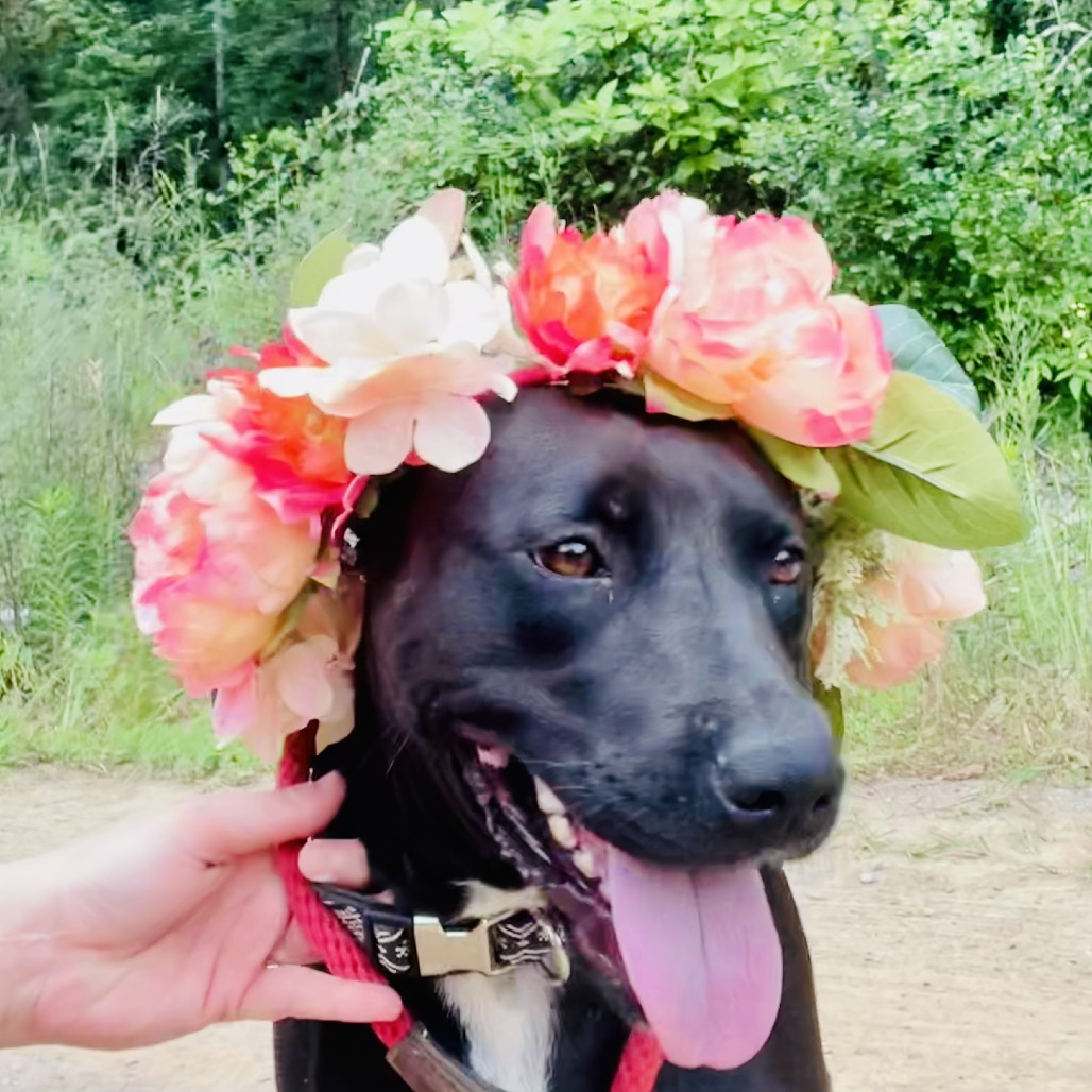 Juliet Capulet