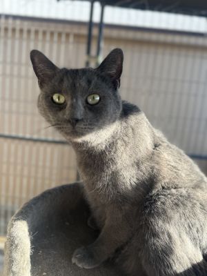 Oxy, Senior Male Russian Blue