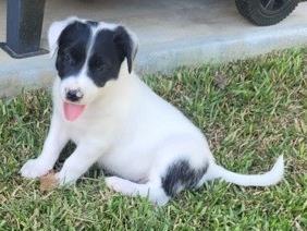 Dora