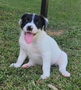 Dora