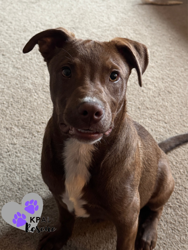 Shrek - Shrek Litter, an adoptable Mixed Breed in Kenai, AK, 99611 | Photo Image 1