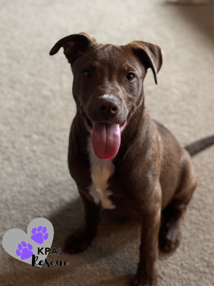 Shrek - Shrek Litter, an adoptable Mixed Breed in Kenai, AK, 99611 | Photo Image 2