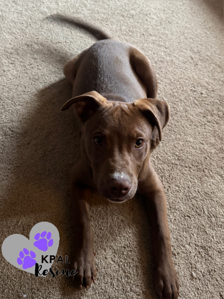 Shrek - Shrek Litter, an adoptable Mixed Breed in Kenai, AK, 99611 | Photo Image 3