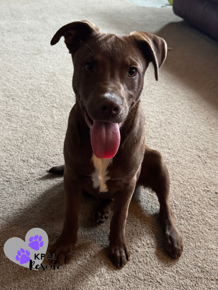 Shrek - Shrek Litter, an adoptable Mixed Breed in Kenai, AK, 99611 | Photo Image 4