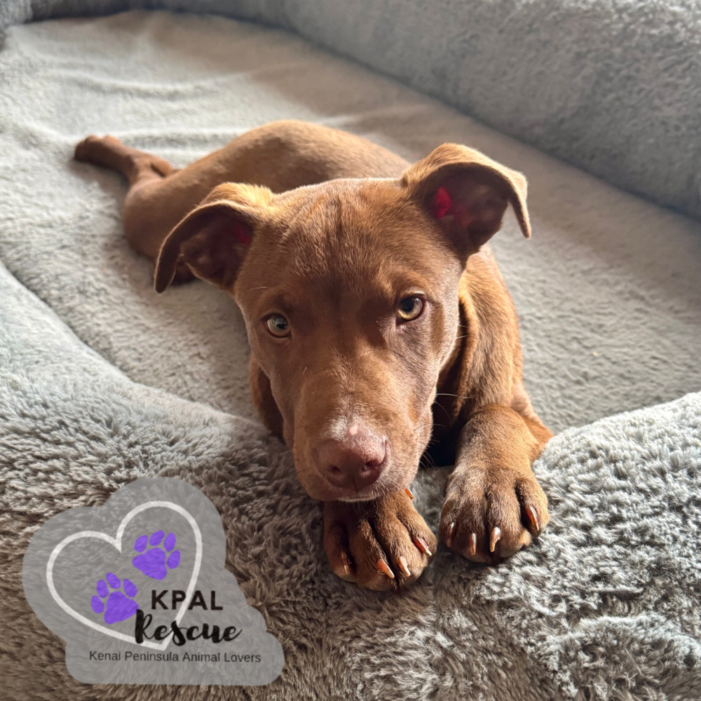 Shrek - Shrek Litter, an adoptable Mixed Breed in Kenai, AK, 99611 | Photo Image 5