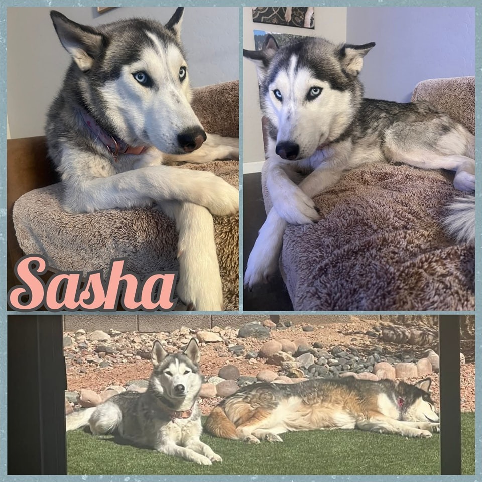 Sasha