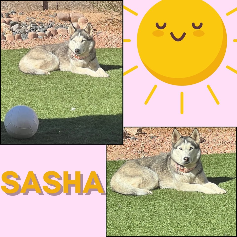 Sasha