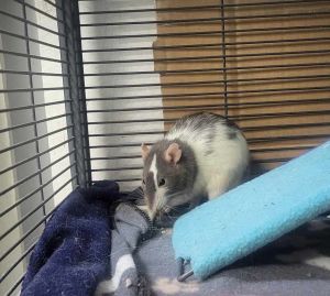 Rarity, Young Female Rat