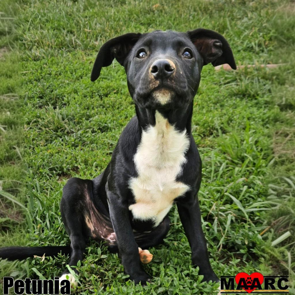 Petunia