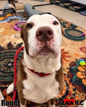 Meet Roger the heartbroken hound-dog This 4-year-old hound mix was abandoned when his owner suddenl