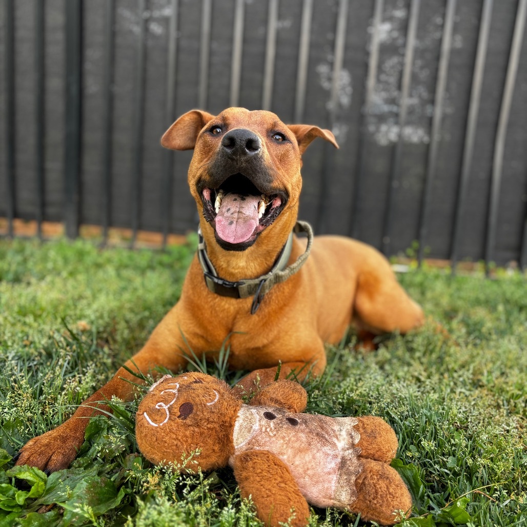 Ted