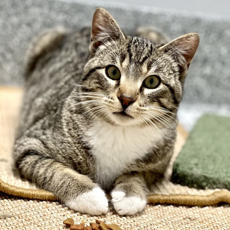 Tippy, an adoptable Domestic Short Hair in Wichita, KS, 67278 | Photo Image 1