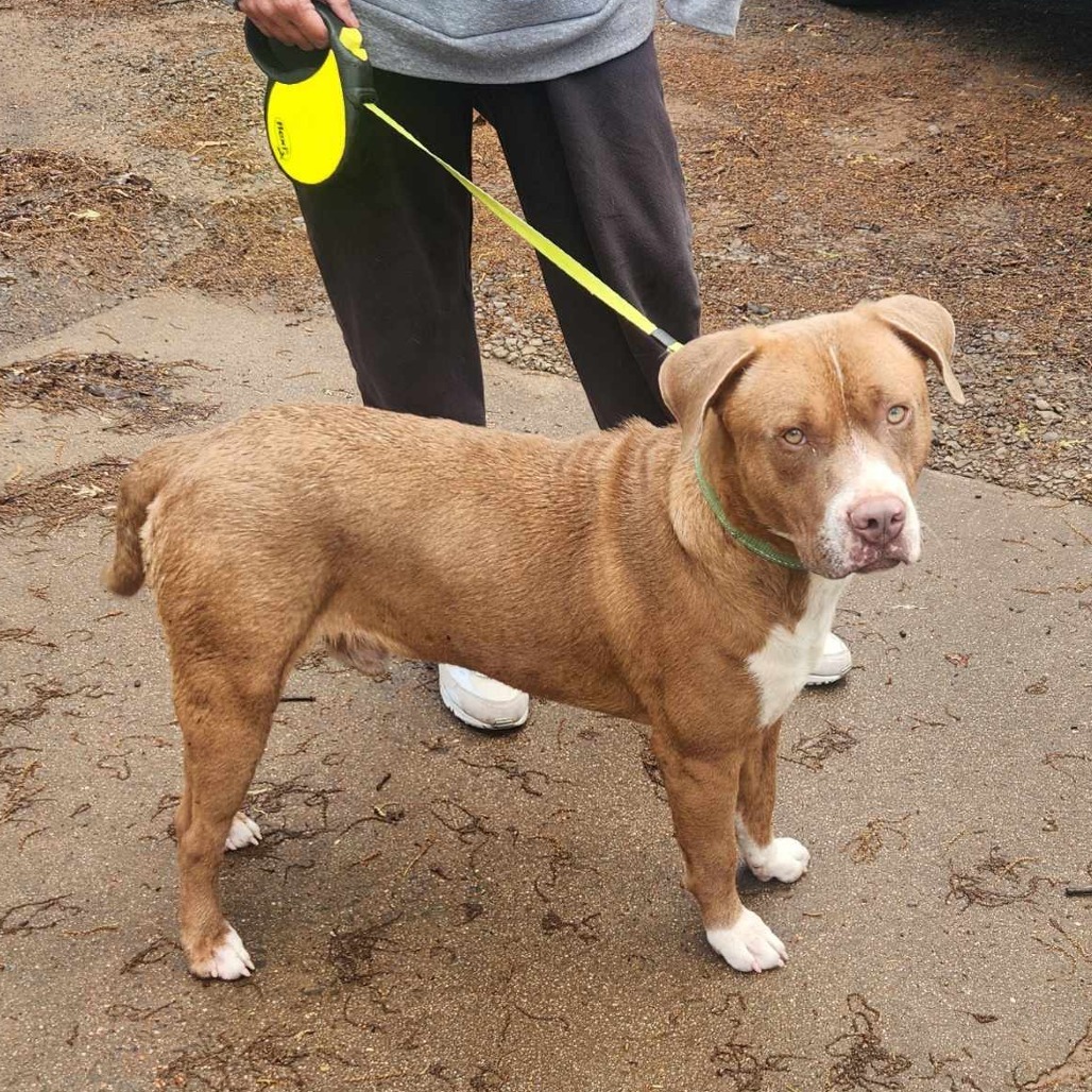Canelo