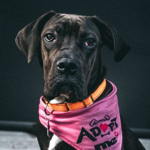 Meet sweet Mabel Shes a spirited bubbly love-bug who is ready to find a family that is eager to h