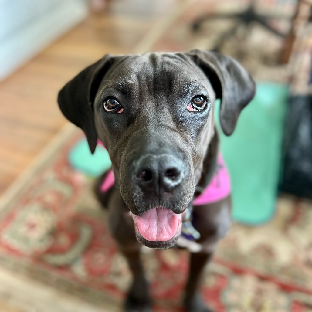 Mabel