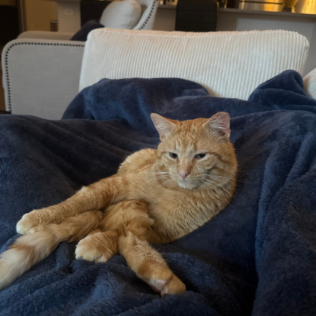 Gin (Ginger)