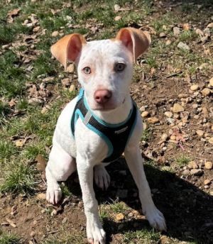 Hey there my name is Deacon Jones At around 8 months old 101524 Im a delightful mixed breed