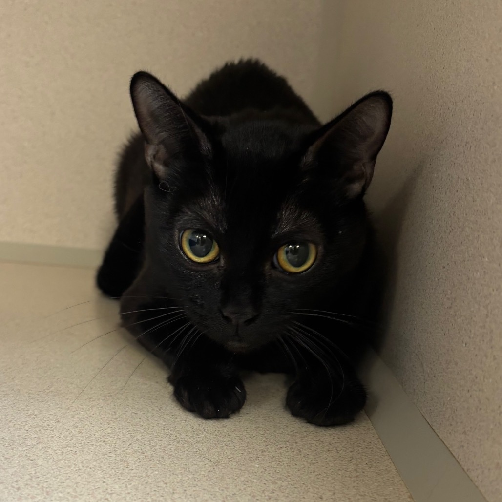 Thin Mint, an adoptable Domestic Short Hair in Great Falls, MT, 59404 | Photo Image 1