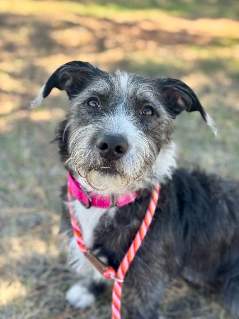 Terry Ives, an adoptable Terrier, Mixed Breed in Gillette, WY, 82716 | Photo Image 1