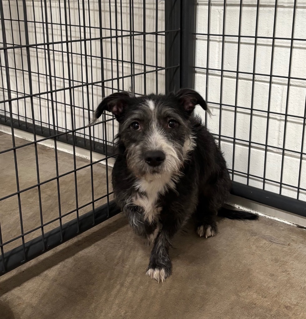Terry Ives, an adoptable Terrier, Mixed Breed in Gillette, WY, 82716 | Photo Image 2