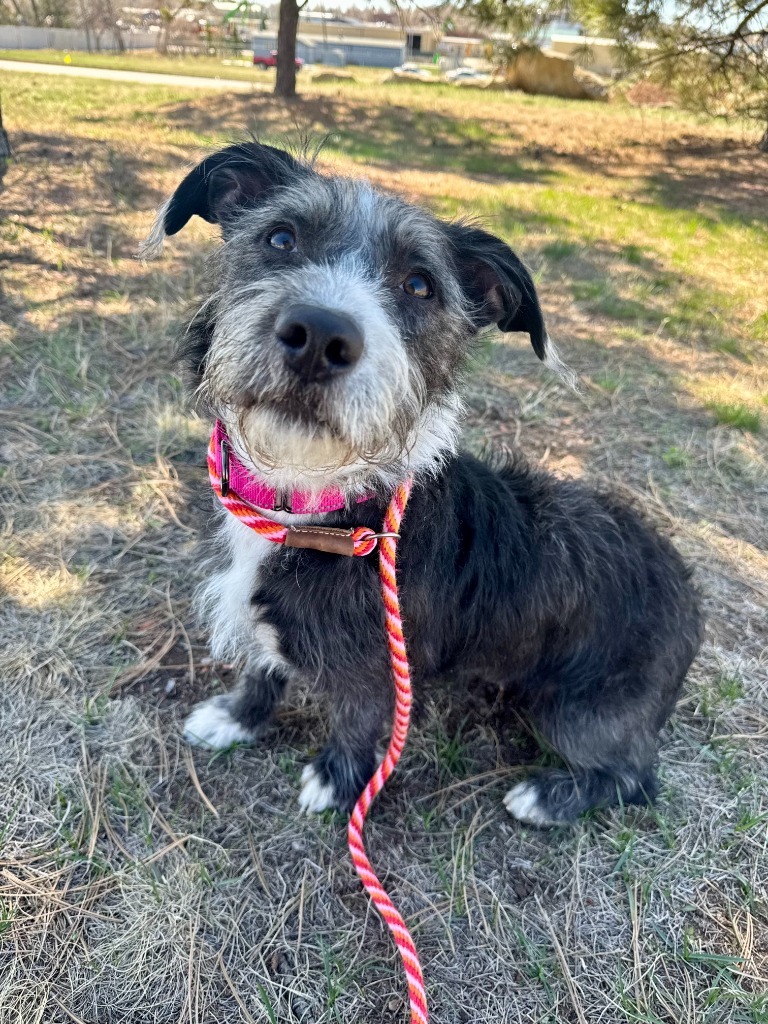 Terry Ives, an adoptable Terrier, Mixed Breed in Gillette, WY, 82716 | Photo Image 3