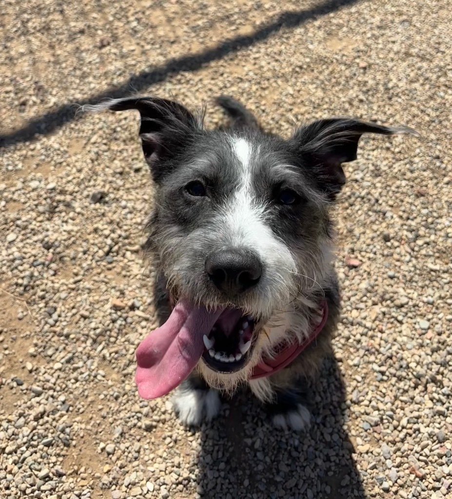 Terry Ives, an adoptable Terrier, Mixed Breed in Gillette, WY, 82716 | Photo Image 4