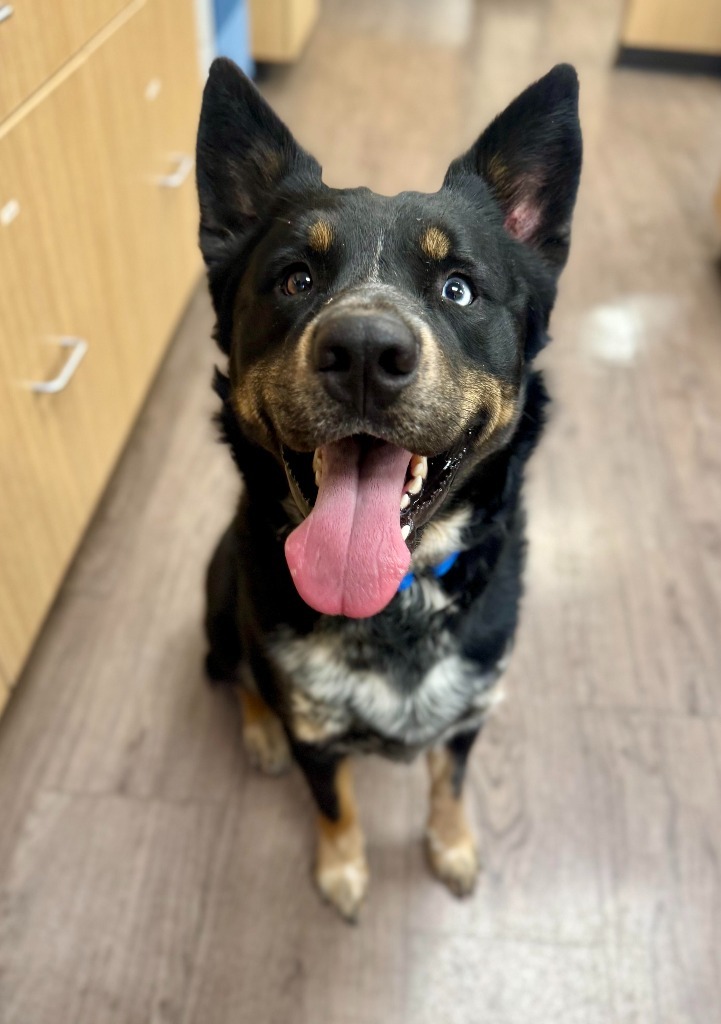 Bear, an adoptable Australian Cattle Dog / Blue Heeler, Siberian Husky in Gillette, WY, 82716 | Photo Image 1
