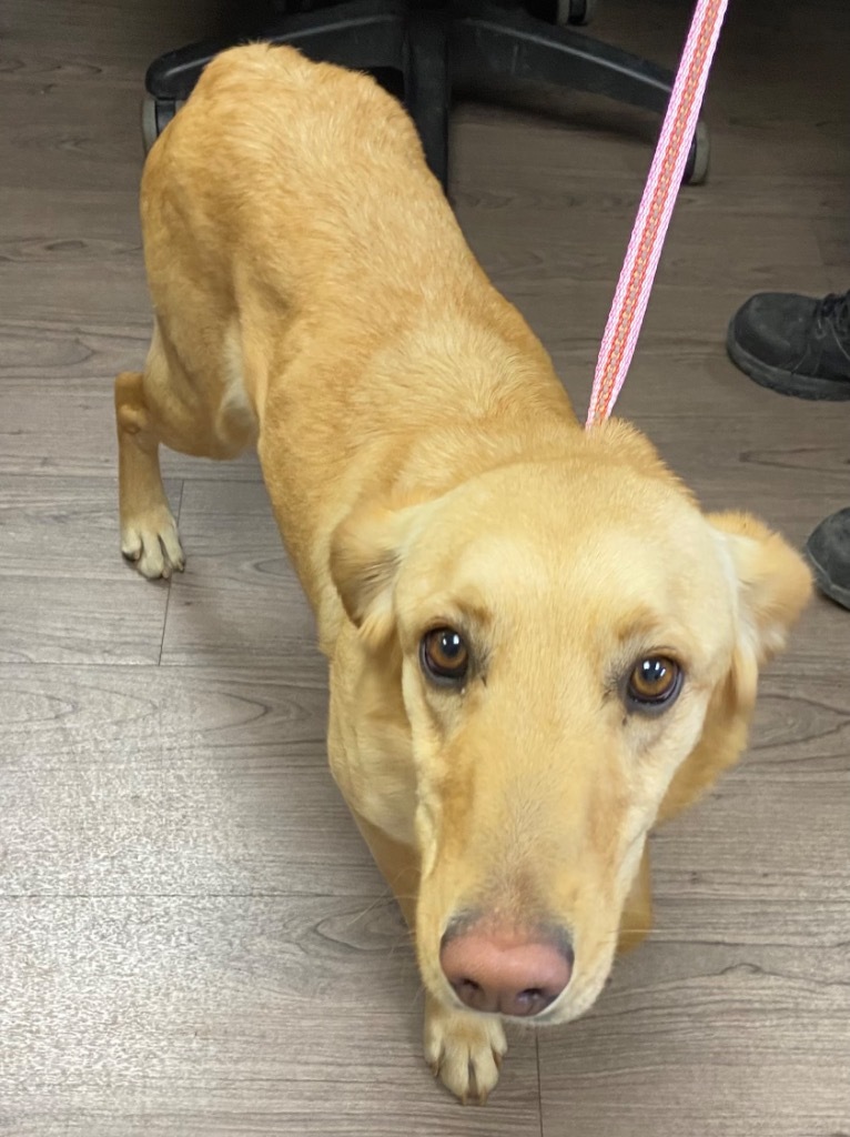 June, an adoptable Labrador Retriever, Mixed Breed in Gillette, WY, 82716 | Photo Image 2