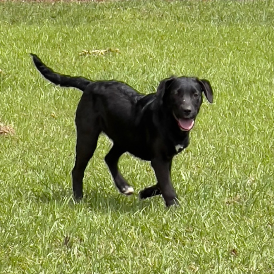Delta