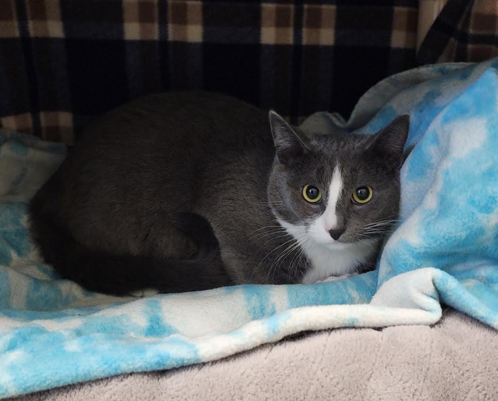 Ash, an adoptable Domestic Short Hair in Superior, WI, 54880 | Photo Image 1