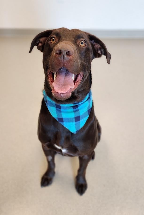 Mister, an adoptable Labrador Retriever in Superior, WI, 54880 | Photo Image 1