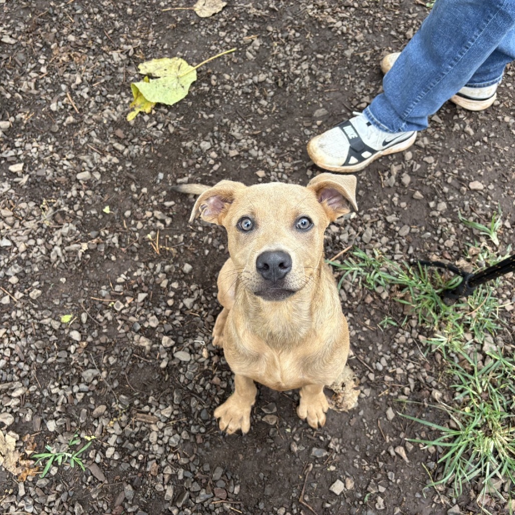 Sid, an adoptable Fox Terrier in Wahiawa, HI, 96786 | Photo Image 1
