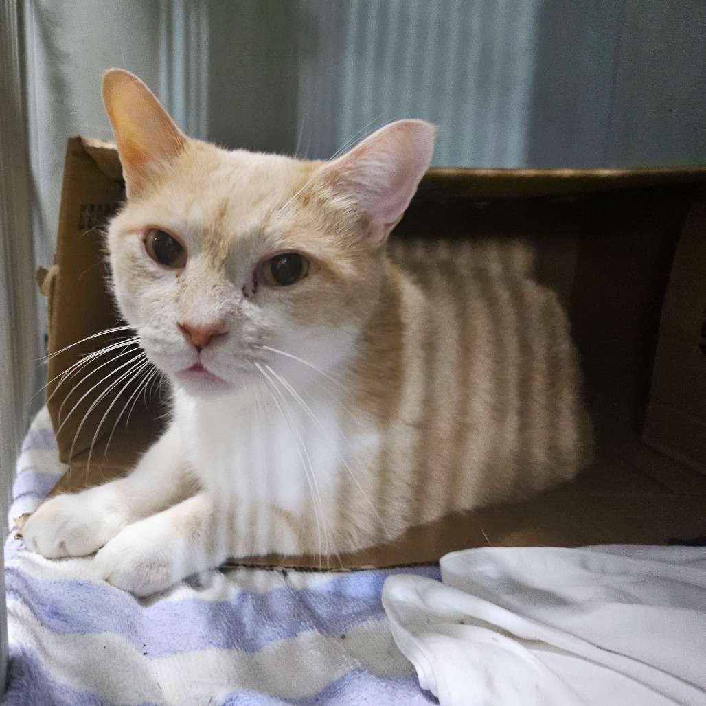 Fuzzee, an adoptable Domestic Short Hair in Wahiawa, HI, 96786 | Photo Image 1