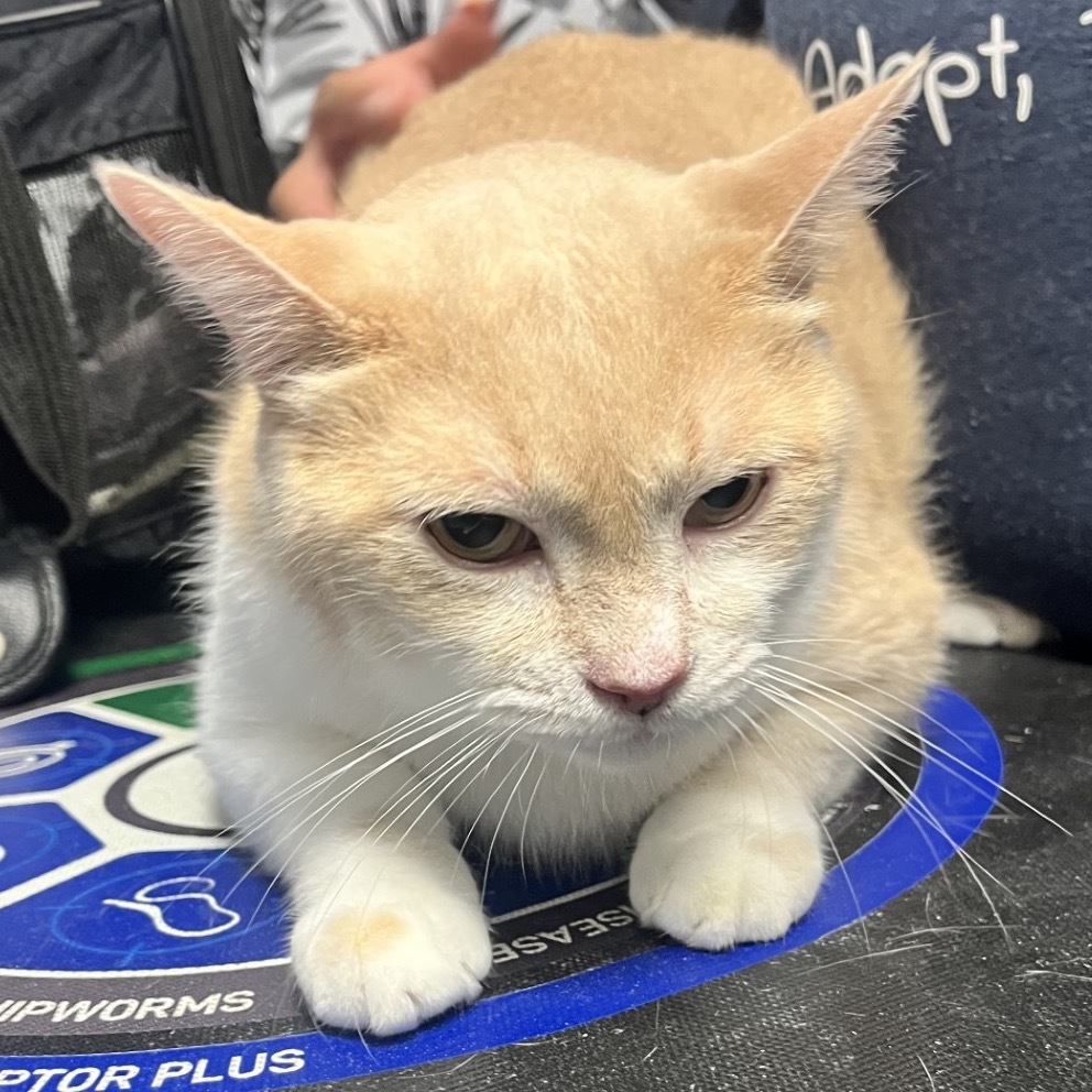 Fuzzee, an adoptable Domestic Short Hair in Wahiawa, HI, 96786 | Photo Image 2