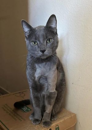 Meet Teddy Bear a 12-year-old Russian Blue with a heart as soft as his name This dashing gentleman