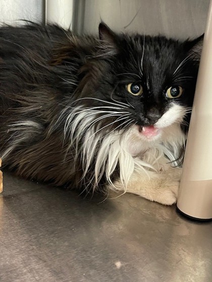 Oreo