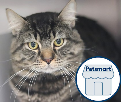 Aladdin, an adoptable Domestic Medium Hair, Domestic Short Hair in Walla Walla, WA, 99362 | Photo Image 1