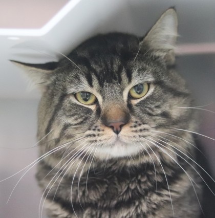 Aladdin, an adoptable Domestic Medium Hair, Domestic Short Hair in Walla Walla, WA, 99362 | Photo Image 2