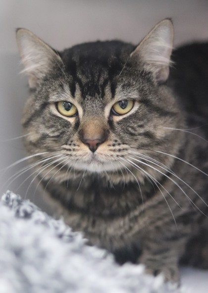Aladdin, an adoptable Domestic Medium Hair, Domestic Short Hair in Walla Walla, WA, 99362 | Photo Image 3