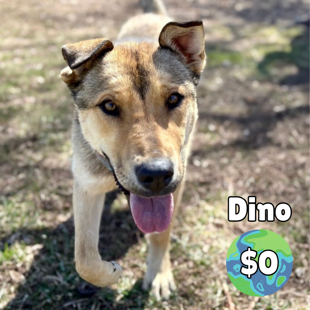 Dino