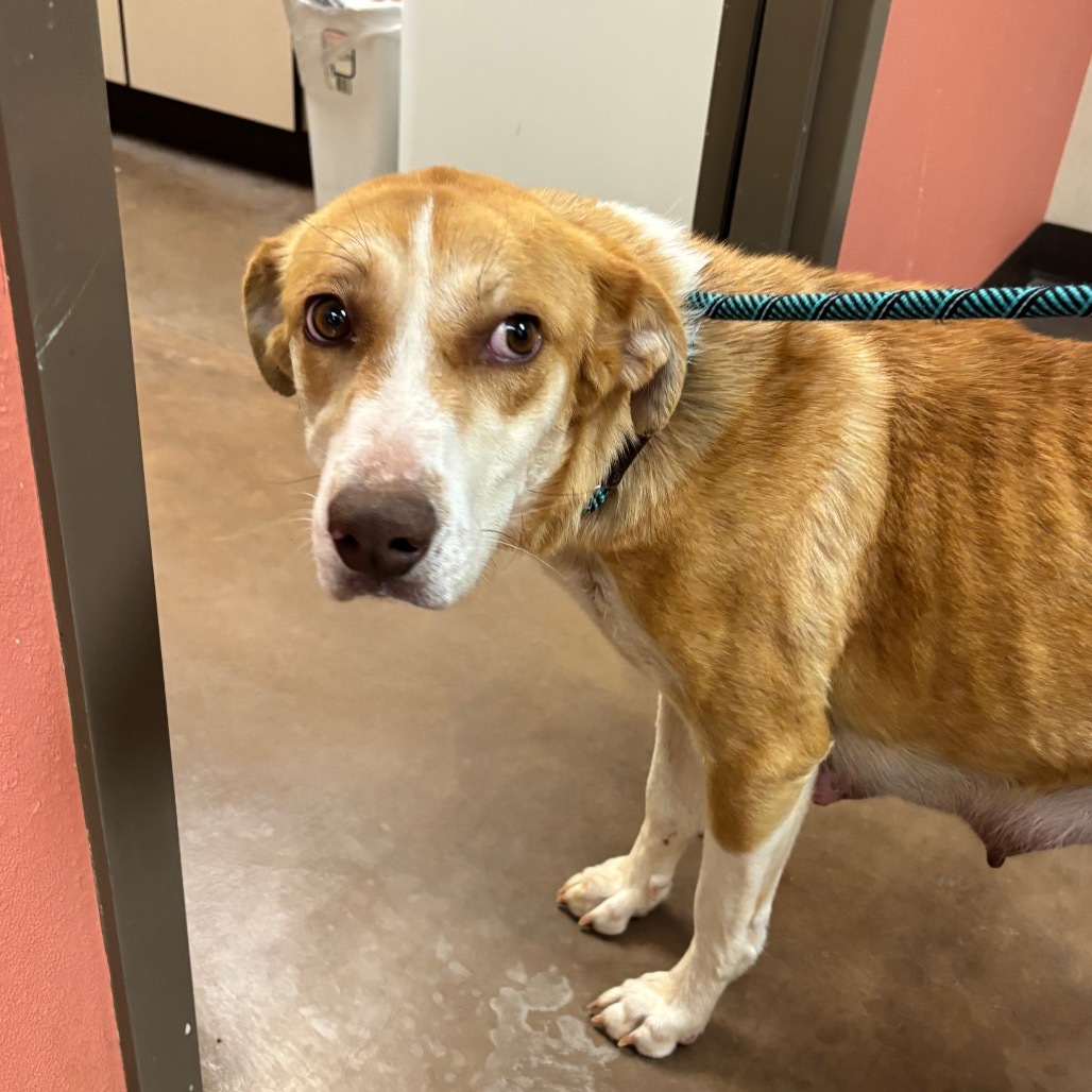 Tabitha - Sweet, Pretty Girl