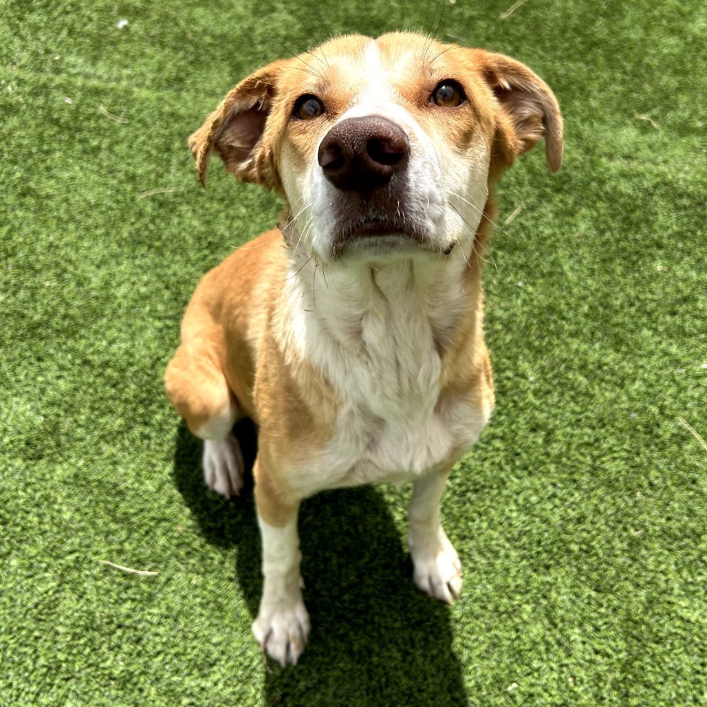 Tabitha - Sweet, Pretty Girl
