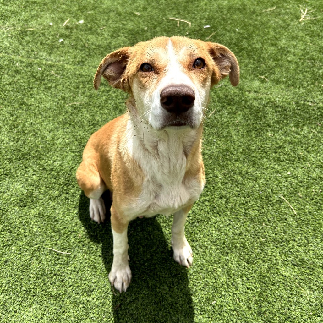 Tabitha - Sweet, Pretty Girl
