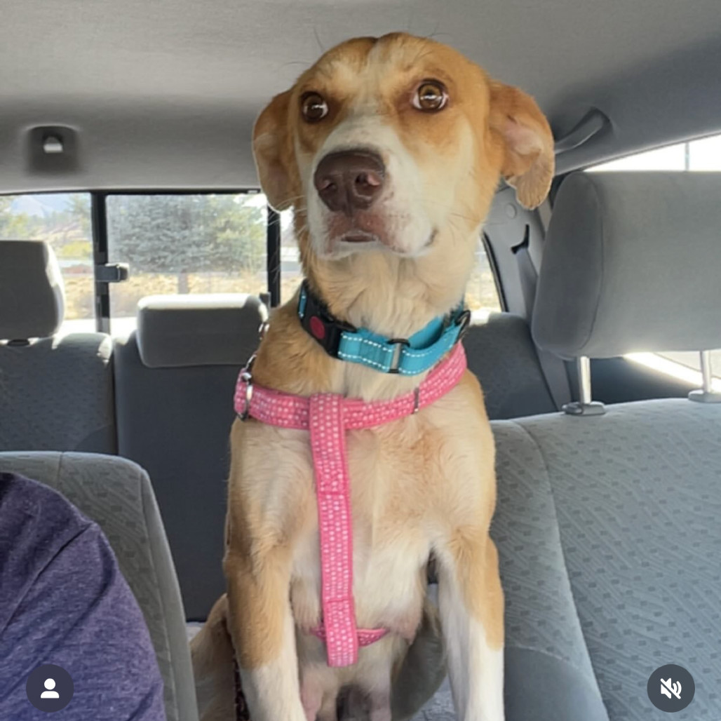 Tabitha - Sweet, Pretty Girl