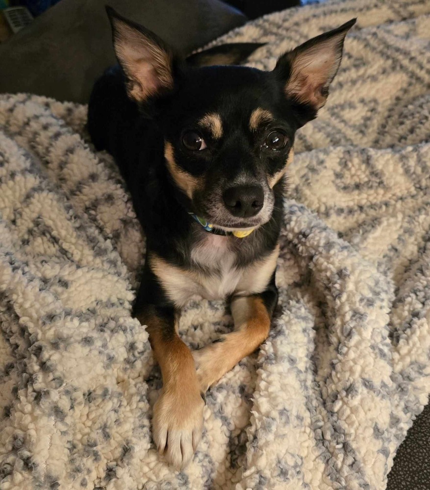 Wally, an adoptable Chihuahua in Halifax, NS, B3J 3A5 | Photo Image 1