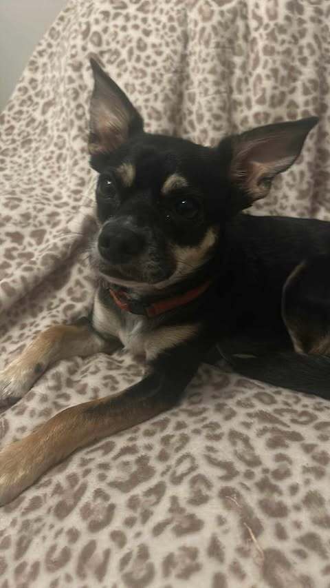 Wally, an adoptable Chihuahua in Halifax, NS, B3J 3A5 | Photo Image 2