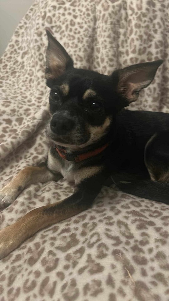 Wally, an adoptable Chihuahua in Halifax, NS, B3J 3A5 | Photo Image 3