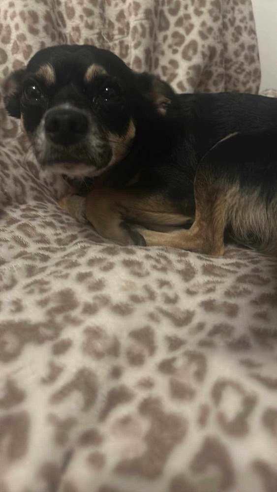 Wally, an adoptable Chihuahua in Halifax, NS, B3J 3A5 | Photo Image 4